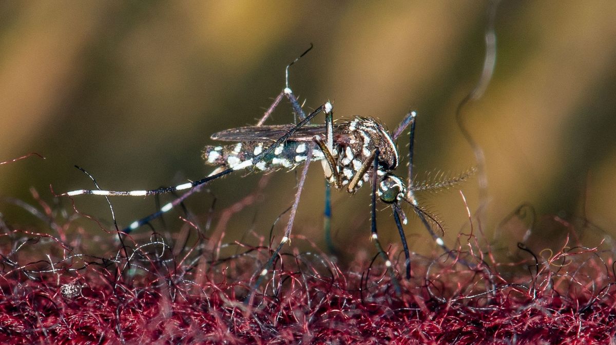 Teplé zimy mohou dočasně přilákat nebezpečný tropický hmyz i k nám